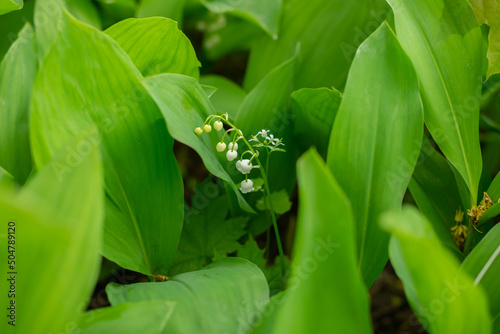 lilies of the valley in the forest photo
