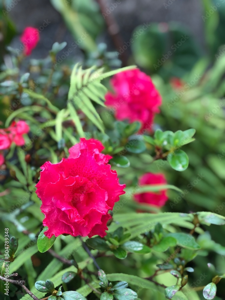 Flowerbed of azaleas in the garden. Flowerbed of azaleas in the garden.