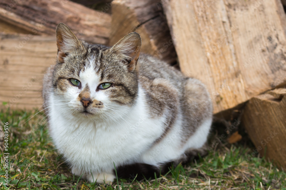 Funny cat on firewoods background. Sitting cat with strange look on backyard. Adorable kitten in village. Rural animals. Cute domestic cat. Pets concept. Funny kitty portrait. Cat in ukrainian village Funny cat on firewoods background. Sitting cat with strange look on backyard. Adorable kitten in village. Rural animals. Cute domestic cat. Pets concept. Funny kitty portrait. Cat in ukrainian village