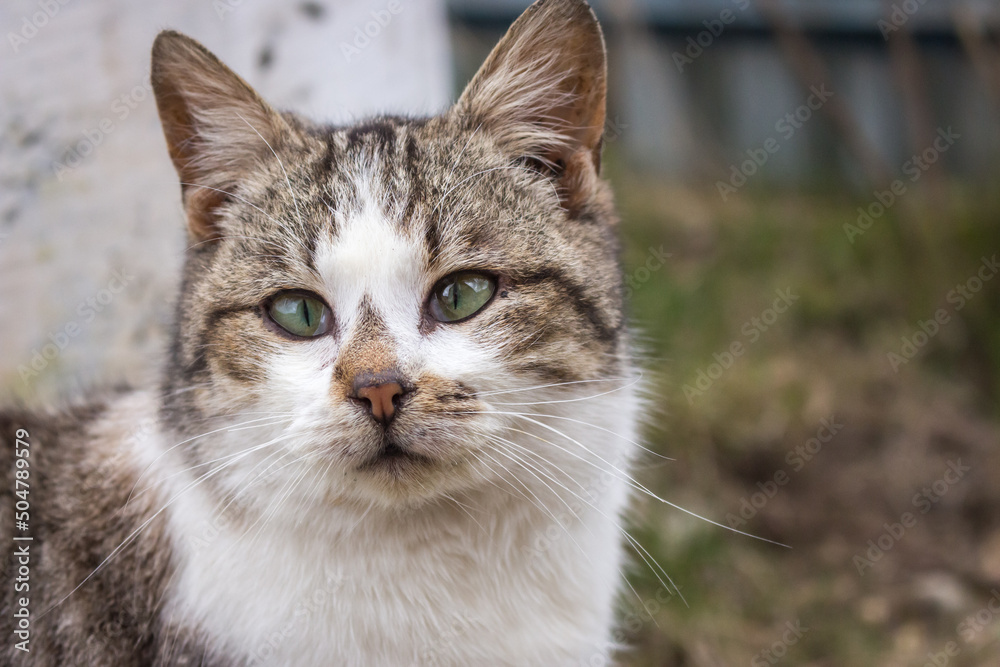 Funny cat looking at camera. Cat with strange look on backyard. Adorable kitten in village. Rural animals. Cute domestic cat. Pets concept. Funny kitty portrait. Cat in ukrainian village. 