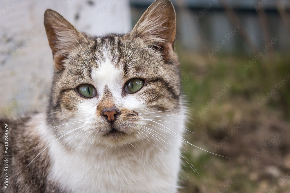 Funny cat looking at camera. Cat with strange look on backyard. Adorable kitten in village. Rural animals. Cute domestic cat. Pets concept. Funny kitty portrait. Cat in ukrainian village. Funny cat looking at camera. Cat with strange look on backyard. Adorable kitten in village. Rural animals. Cute domestic cat. Pets concept. Funny kitty portrait. Cat in ukrainian village.