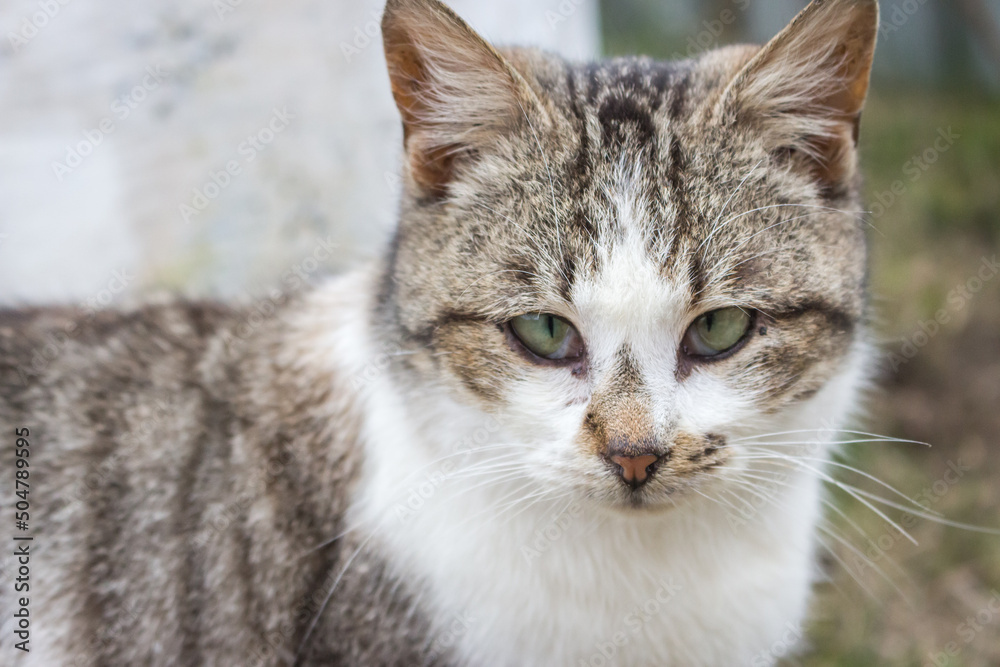 Funny cat looking at camera. Cat with strange look on backyard. Adorable kitten in village. Rural animals. Cute domestic cat. Pets concept. Funny kitty portrait. Cat in ukrainian village. Funny cat looking at camera. Cat with strange look on backyard. Adorable kitten in village. Rural animals. Cute domestic cat. Pets concept. Funny kitty portrait. Cat in ukrainian village.