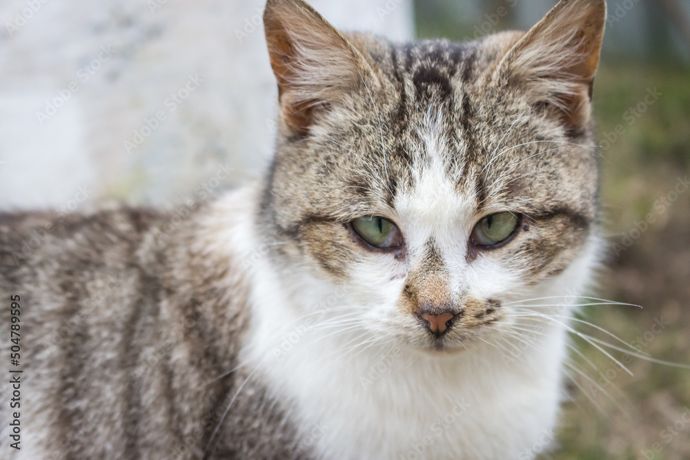 Funny cat looking at camera. Cat with strange look on backyard. Adorable kitten in village. Rural animals. Cute domestic cat. Pets concept. Funny kitty portrait. Cat in ukrainian village. 