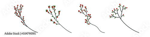 Aquifolium tree and holly for decoration vector collection 
