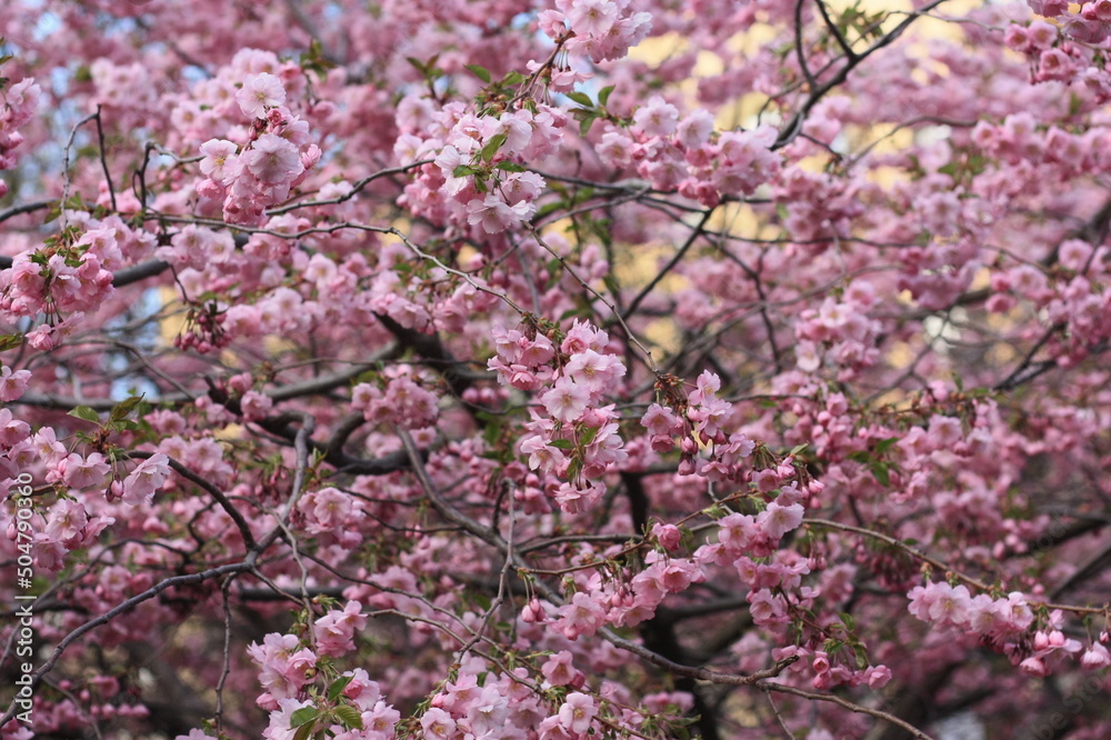 pink cherry blossom Sakura pink cherry blossom Sakura