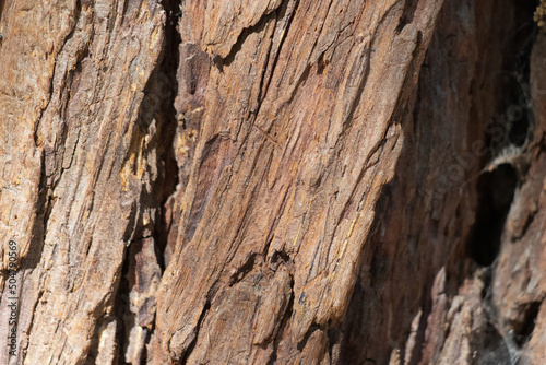 Aging brown exfoliating furrowed ridge bark of Calocedrus Decurrens, Cupressaceae, native perennial monoecious evergreen tree in the San Jacinto Mountains, Peninsular Ranges, Summer. photo