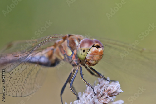 A dragonfly sits on a stalk of flowering grass. The huge eyes of a dragonfly look incredibly fantastic. 