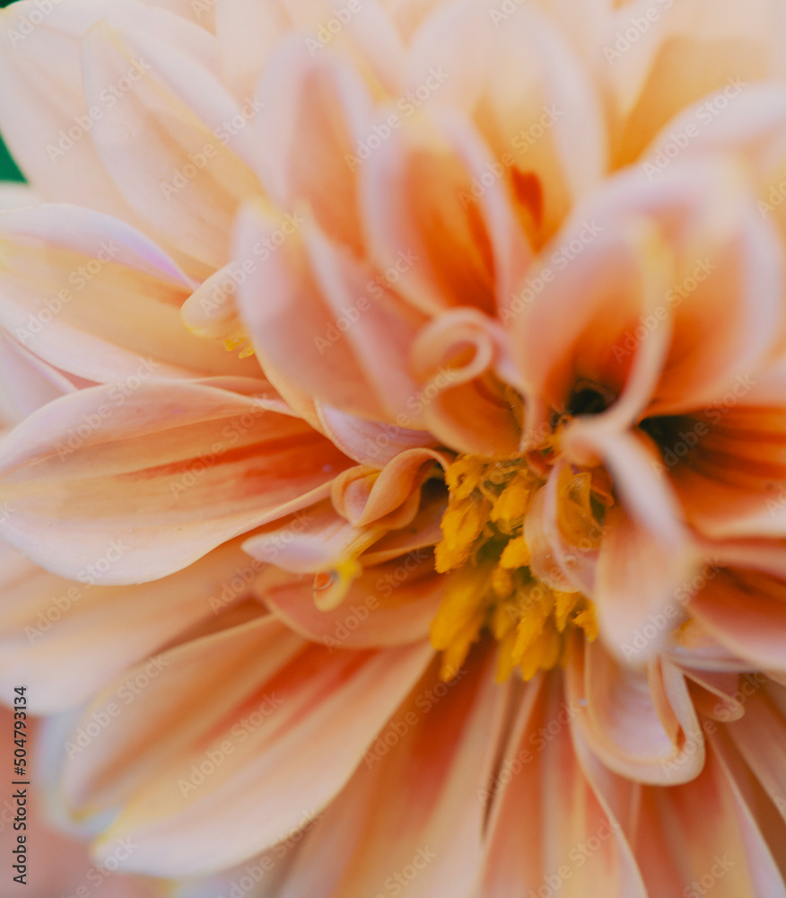 yellow dahlia flower