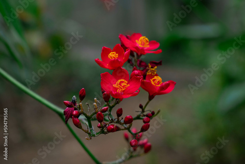 beautiful red flower belonging to the Melastomataceae family photo