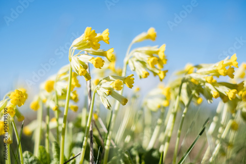 Cowslips. Light yellow cowslip flowers growing on a meadow during spring. photo