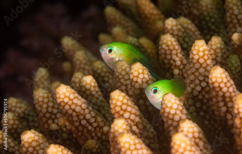 chromis fish in a coral photo