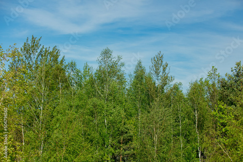 Birch wood in Lower Silesia, Poland
