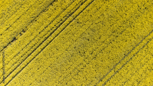 Rapeseed field seen from above, drone view