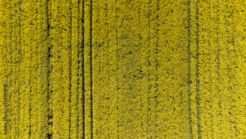 Rapeseed field seen from above, drone view