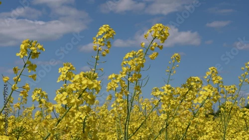 Yellow Canola flowers blooming in the field close up. Rapeseed field at springtime with blue sky in the background.
