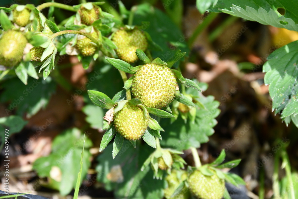 Obraz premium Green Strawberries
