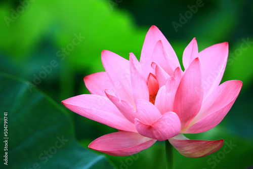 beautiful view of blooming Lotus flower close-up of pink lotus flower blooming in the pond in summer