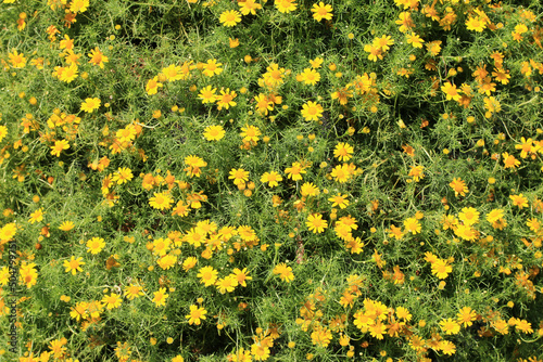 Dahlberg Daisy(Golden Fleece,Shooting Star,Thymophylla tenuiloba) flowers,beautiful yellow flowers blooming in the garden photo