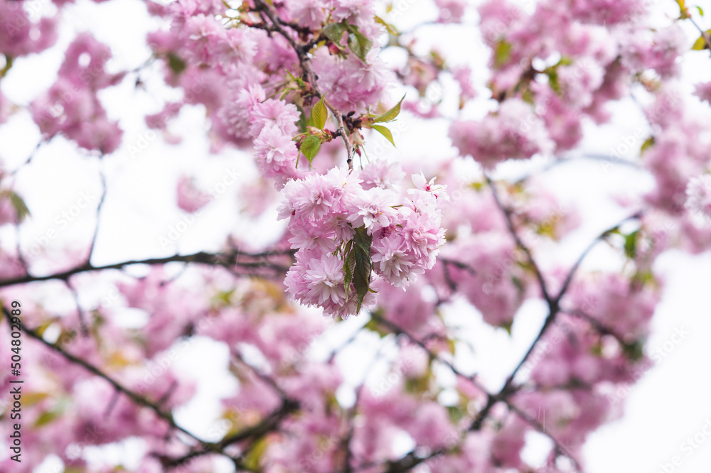 sakura blooming with pink flowers, perfect pink background sakura blooming with pink flowers, perfect pink background
