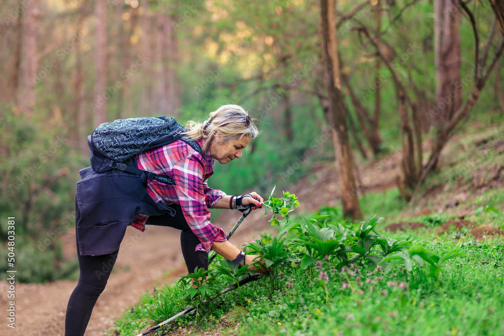 Portrait of senior woman who gathering forest flowers. Portrait of senior woman who gathering forest flowers.
