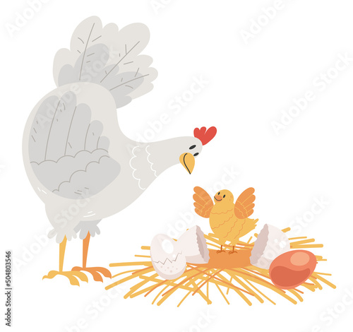 Chicken mother with little babyes characters. Chicken hatching stages concept. Vector flat graphic design illustration