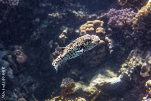 Giant puffer fish. Red Sea, Egypt.  photo