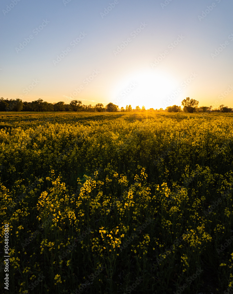 Obraz premium rapeseed field in golden hour, sunset