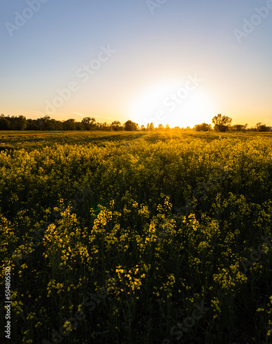 rapeseed field in golden hour  sunset