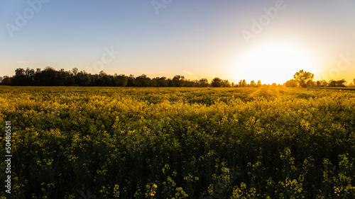 rapeseed field in golden hour, sunset