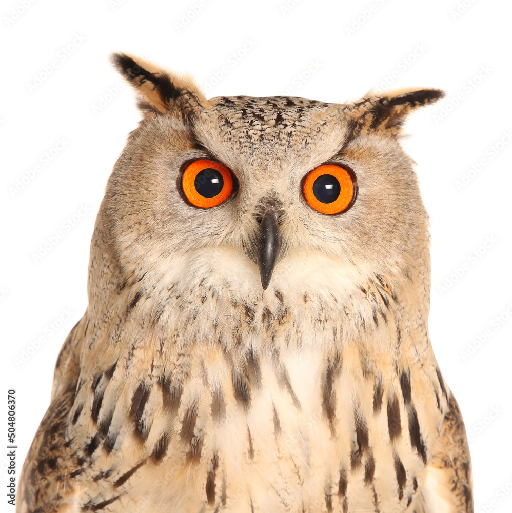 Obraz premium Eagle owl isolated on a white background