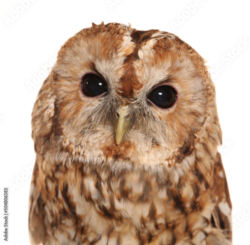 Foto tawny owl portrait isolated on a white background