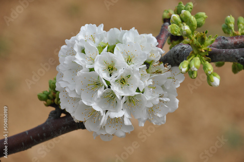 Close up a wonderful cherry blossoms, white flowers of Napoleon variety in Manisa, Turkey with blurred brown soil background. Selective focus.