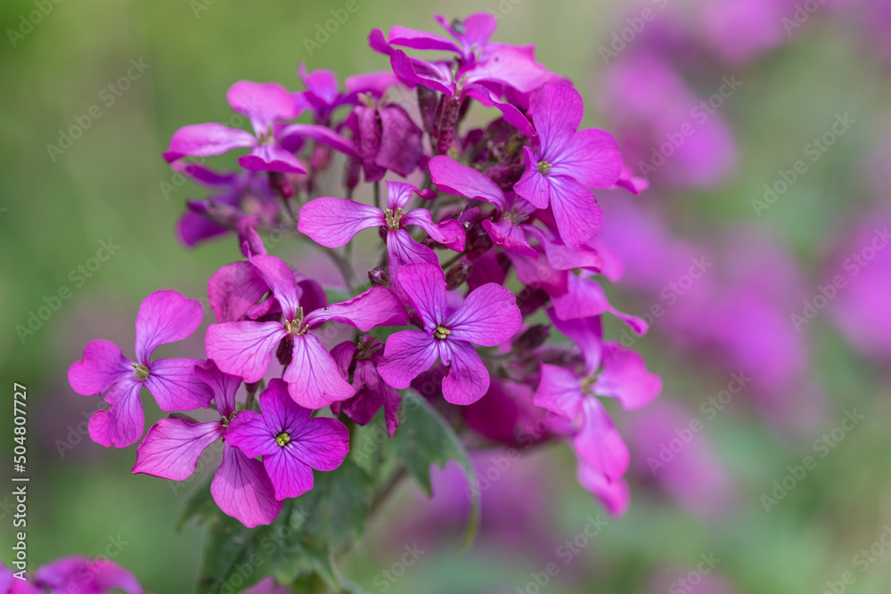 Close up of honesty (lunaria annua) flowers in bloom
