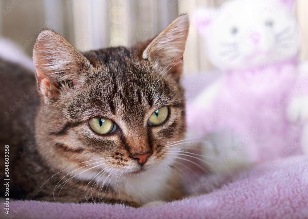 Cat lies and looks at the camera. Kitten close up. Cat resting and in the background a toy pink Kitten. Cat on a pink background with big green eyes. Concept of pet care. Tabby. Childhood. Toys