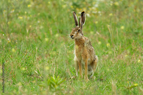 Brown Hare - Lepus europaeus, European hare, species of hare native to Europe and parts of Asia. It is among the largest hare species and is adapted to temperate, open country. Hares are herbivorous