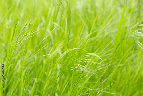 Spring grass field as background