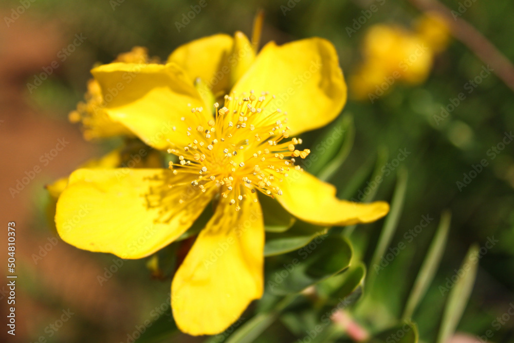 Beautiful Yellow flower with Pollen grains Beautiful Yellow flower with Pollen grains