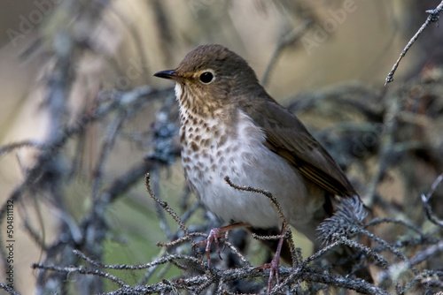 Swainson's thrush (Catharus ustulatus), perched in a tree, British Colombia, Canada.