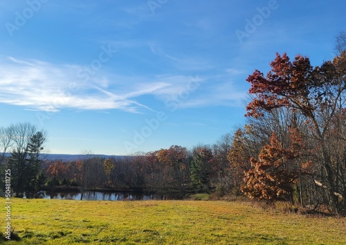 autumn landscape with a tree