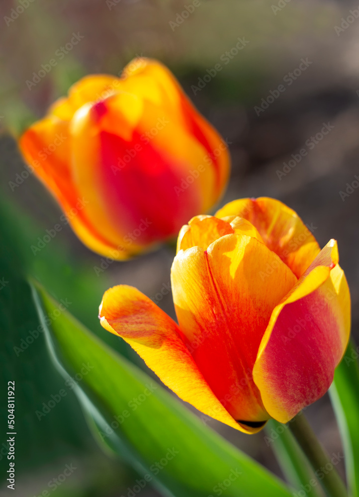 Bright tulip flowers. Spring garden with red and yellow tulips. A holiday card for March 8, floral decor. Women's Day. selected sharpness Bright tulip flowers. Spring garden with red and yellow tulips. A holiday card for March 8, floral decor. Women's Day. selected sharpness