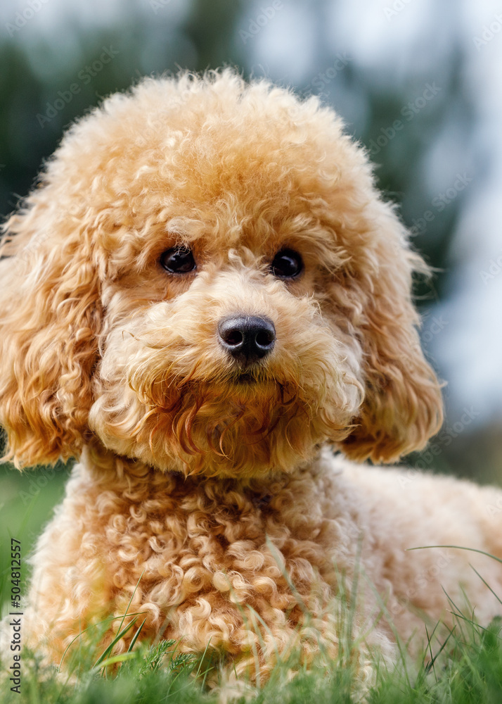 Young Poodle seen laying stretched on a well maintained garden looking at the photographer. She is getting ready for her play time. Young Poodle seen laying stretched on a well maintained garden looking at the photographer. She is getting ready for her play time.