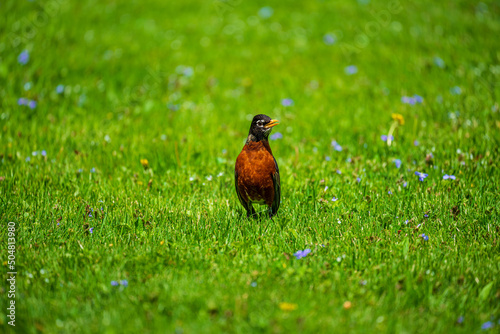 robin on the grass © Gerard