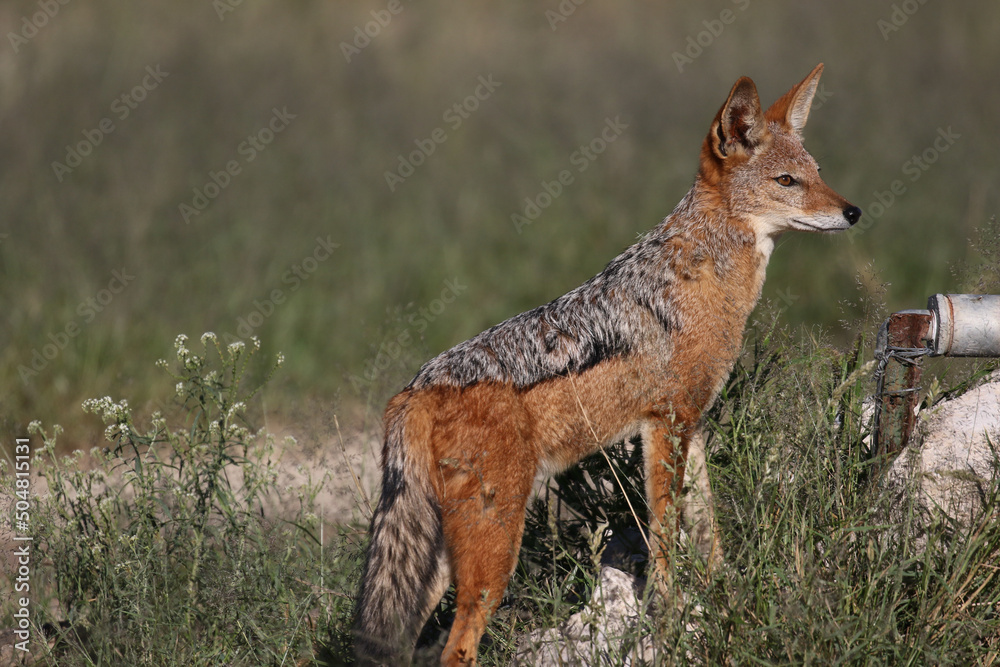 Black-backed Jackal in the Kgalagadi, South Africa Black-backed Jackal in the Kgalagadi, South Africa