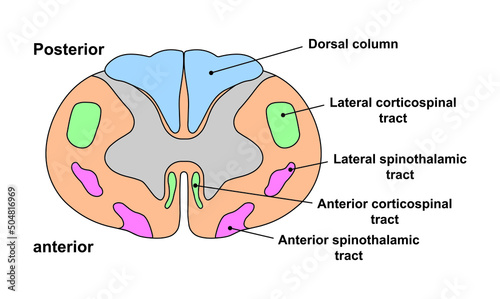 Scientific Designing of Spinal Cord Anatomy. Cervical Spinal Cord Structure. Colorful Symbols. Vector Illustration. photo