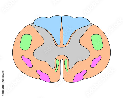 Scientific Designing of Spinal Cord Anatomy. Cervical Spinal Cord Structure. Colorful Symbols. Vector Illustration. photo