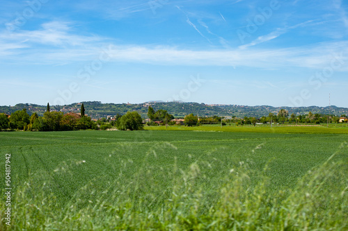 Umbria landscape near Torgiano (Perugia) photo