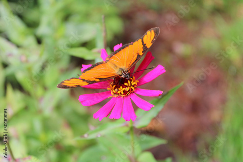 Butterfly under a flower in a garden