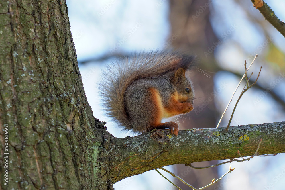 Red squirrel sits on a tree branch and nibbles on nut Red squirrel sits on a tree branch and nibbles on nut