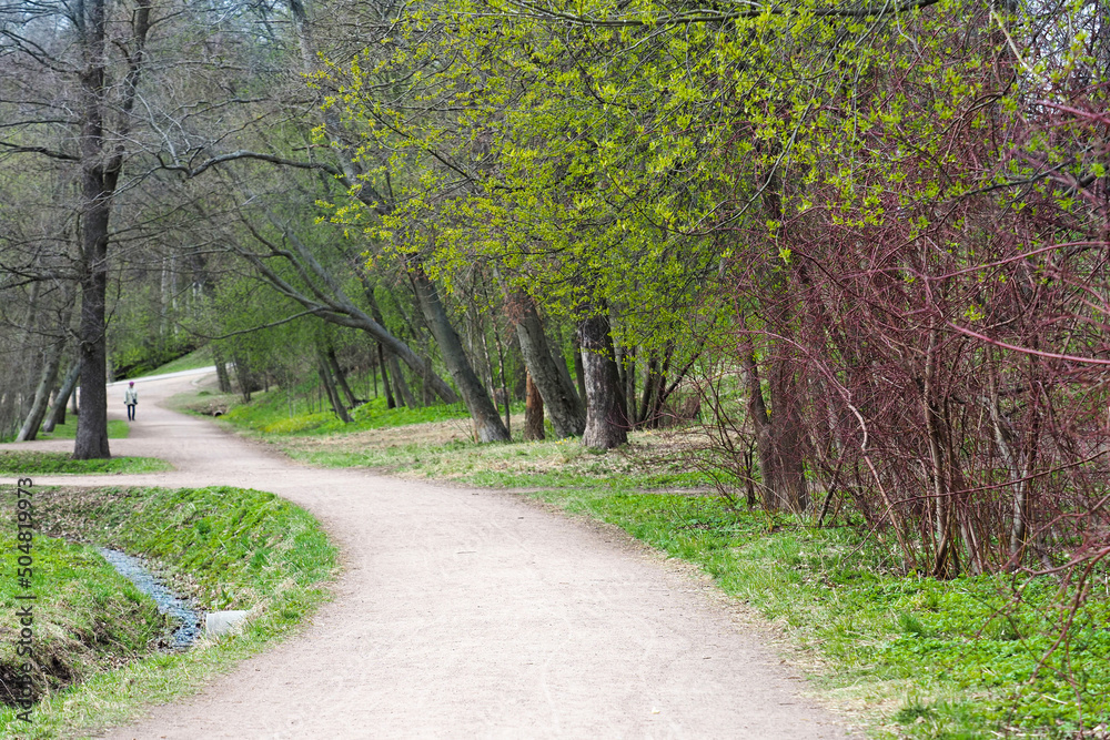 Naklejka premium Lone pedestrian in urban spring green park with tall trees and bushes. Place of rest from the bustle of the city