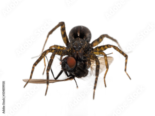 P5110109  a female wolf spider, Pardosa vancouveri, feeding on a fly, isolated cECP 2022 © Ernie Cooper